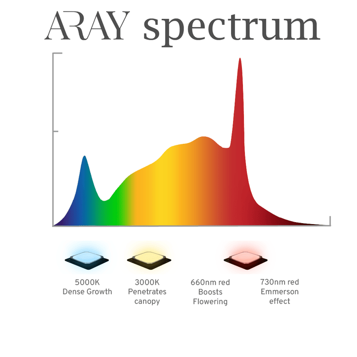 ARAY 750 & 2 x INTRA 160 package - MIGROLIGHT